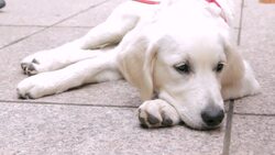 How to Get Your Puppy to Settle Down Instructional Video