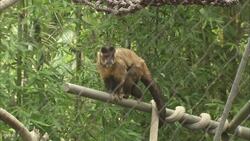 What Do You Get When You Have a Group of Capuchin Monkeys? Absolute Chaos!! Instructional Video
