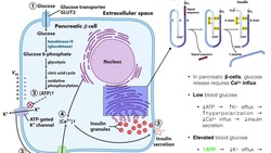 The Mechanism of Insulin Release by Pancreatic β-cells Instructional Video