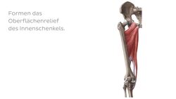 Musculus gracilis Instructional Video