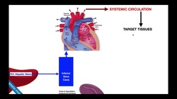 P450 Metabolism | First Pass Effect & Phases 1/2 Metabolism Instructional Video