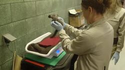 The Process of Weighing This Cute Aye Aye Baby Might Be Tough But Adorable Instructional Video