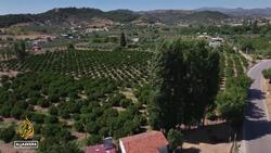 Frequent wildfires reshape Turkiye’s Aegean coast, threatening rural livelihoods and culture News Clip