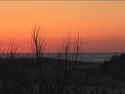 Investigating Protists: What Are Protists? Instructional Video