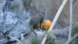 Kicking Off the Fall Season With The Animals of the Ituri Forest Instructional Video