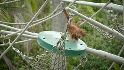 Playtime Is All About Being Acrobatic for this Young Orangutan Instructional Video