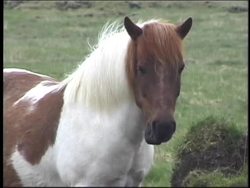 Introduction to Digestion and Excretion Instructional Video