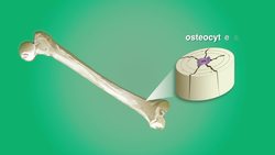 Skeletal System Instructional Video