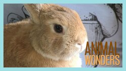 Coprophagia Mania! Instructional Video