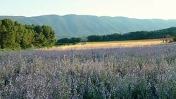 Driving on road past a Blooming lavender field, Vaucluse, Provence, France Stock Footage