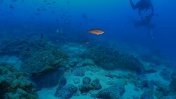 School of Damselfish swimming at undersea reef, Darwin Island Stock Footage