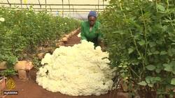 Coronavirus lockdowns hit flower farms in Kenya News Clip