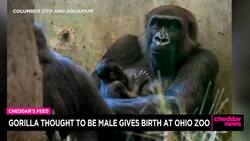 Gorilla Thought to Be Male Gives Birth at Ohio Zoo News Clip