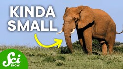 Why Aren't Mammals as Big as Dinosaurs? Instructional Video