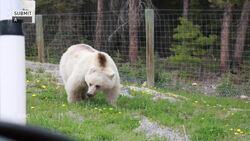 Rare white grizzly known for eating dandelions dies after being hit by a car in Yoho National Park News Clip