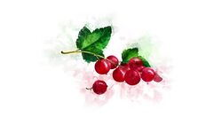 A video illustration of Redcurrant Stock Footage