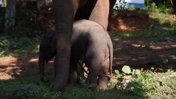 CLEAN : India: baby elephant rescued from water tank receives care at local zoo News Clip