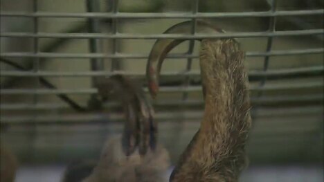 How the Sloth Uses Their Incredibly Long Claws to Climb