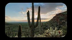 At Home in the Desert Instructional Video