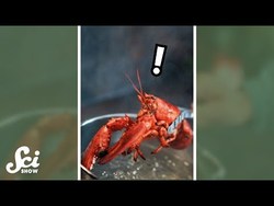 Do lobsters feel pain? #shorts #science #SciShow Instructional Video