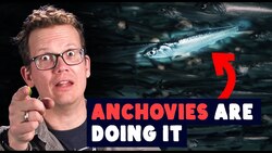 Anchovies Stir The Ocean By...Doing It Instructional Video