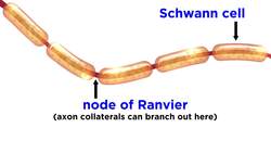 Types of Tissue Part 4: Nervous Tissue Instructional Video