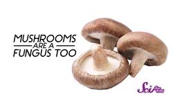 Lichen Two Living Things In One Biology for Kids Instructional Video