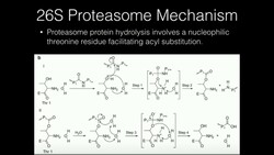 Proteasome Mechanism: Threonine Hydrolysis Instructional Video