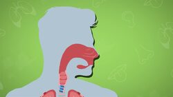 I WONDER - How Do Humans Speak? Instructional Video