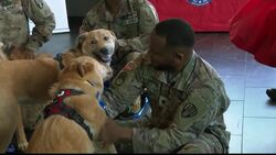 Brooklyn nonprofit hosts emotional reunion with soldiers and their rescue dogs News Clip