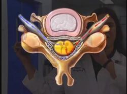 The Human Body Nervous Systems - Spinal Chord Instructional Video