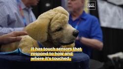 CES 2025: From vacuums to robots, AI takes centre stage at largest tech fair News Clip