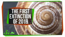 The First Extinction of 2019 Has Already Happened | SciShow News Instructional Video