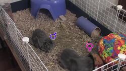 How to Care for a Pet Guinea Pig Instructional Video