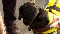 North Vancouver man highlights accessibility issues with 'blind-led' walk News Clip