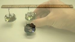 TED: What intelligent machines can learn from a school of fish | Radhika Nagpal Instructional Video