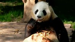 Giant panda bear eating bamboo Stock Footage