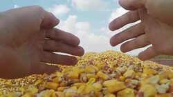 Farmer's hand over golden ripe harvested kernels Stock Footage