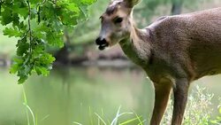 Roe deer eating acorns from the tree, Capreolus capreolus. Stock Footage