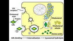 Whole-Body Cholesterol Transport [Part 2/2] | LDL & HDL Instructional Video