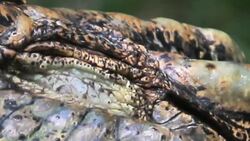 Alligator or crocodile animals eyes closeup Stock Footage