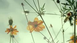 Orange Cosmos flower field with sun flare. - Stock video Stock Footage