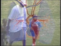 Understanding Pulmonary, Systemic, and Coronary Circulation Instructional Video