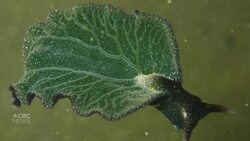 #TheMoment scientists came upon a rare photosynthesizing sea slug News Clip