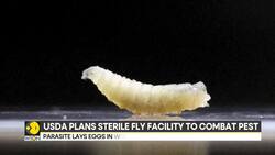 Human Case Of Screwworm Infestation In Maryland Resident Infected After Guatemala Trip News Clip
