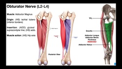 The Thigh | Muscles of the Medial Compartment [ADDuctors] Instructional Video