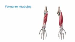 Main muscles of the upper limb Instructional Video