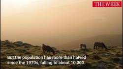 How Wild Horses Are Preventing Wildfires In Spain Instructional Video