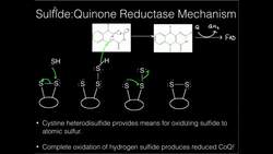Human Sulfur Metabolism (Part 1): Hydrogen Sulfide and Atomic Sulfur! Instructional Video