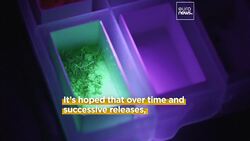 Scientists in Argentina use nuclear energy to reduce disease-carrying mosquitoes News Clip